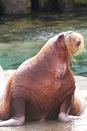 fat walrus